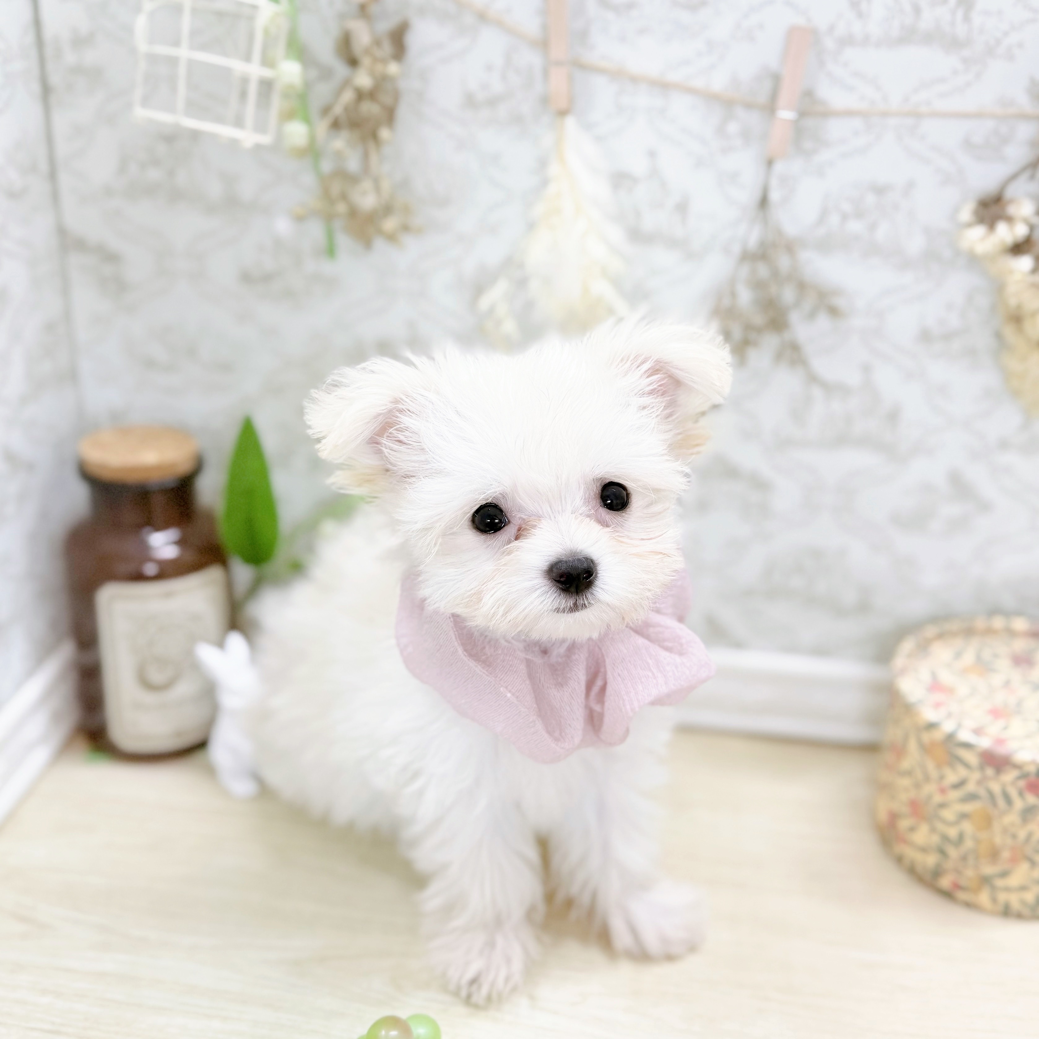 福井県のチワマル/マルチワ(チワワ×マルチーズ) (犬の家＆猫の里アミーゴ福井大和田店/2025年7月14日生まれ/女の子/クリームホワイト)の子犬の4枚目の画像