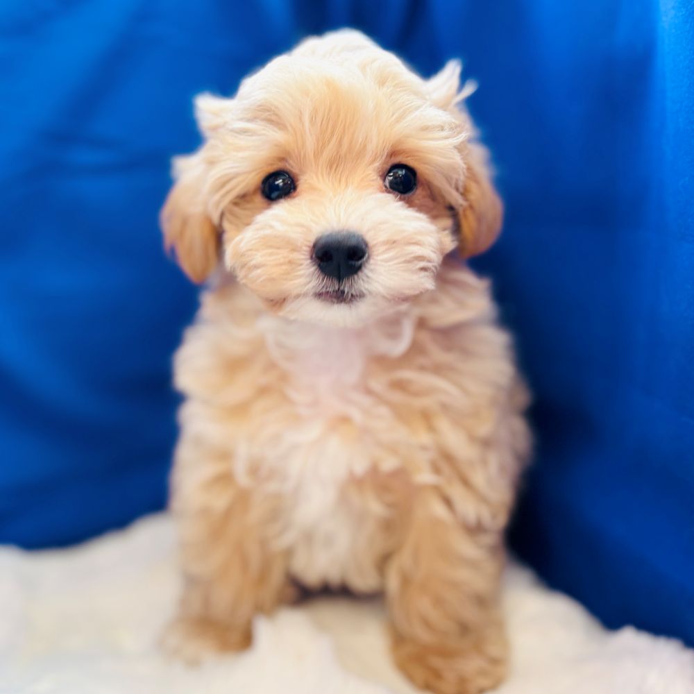 愛知県のマルプー(マルチーズ×プードル) (犬の家＆猫の里愛知刈谷店/2025年7月17日生まれ/男の子/クリームホワイト)の子犬の4枚目の画像