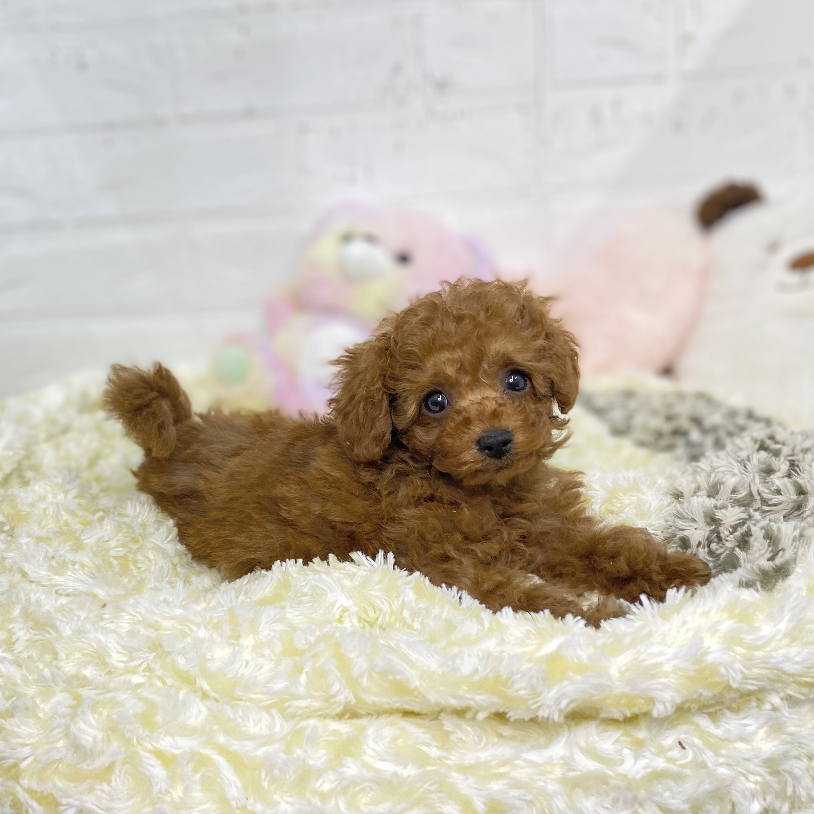長野県のトイプードル(トイ) (犬の家＆猫の里長野店/2025年7月20日生まれ/男の子/レッドフォーン)の子犬の4枚目の画像