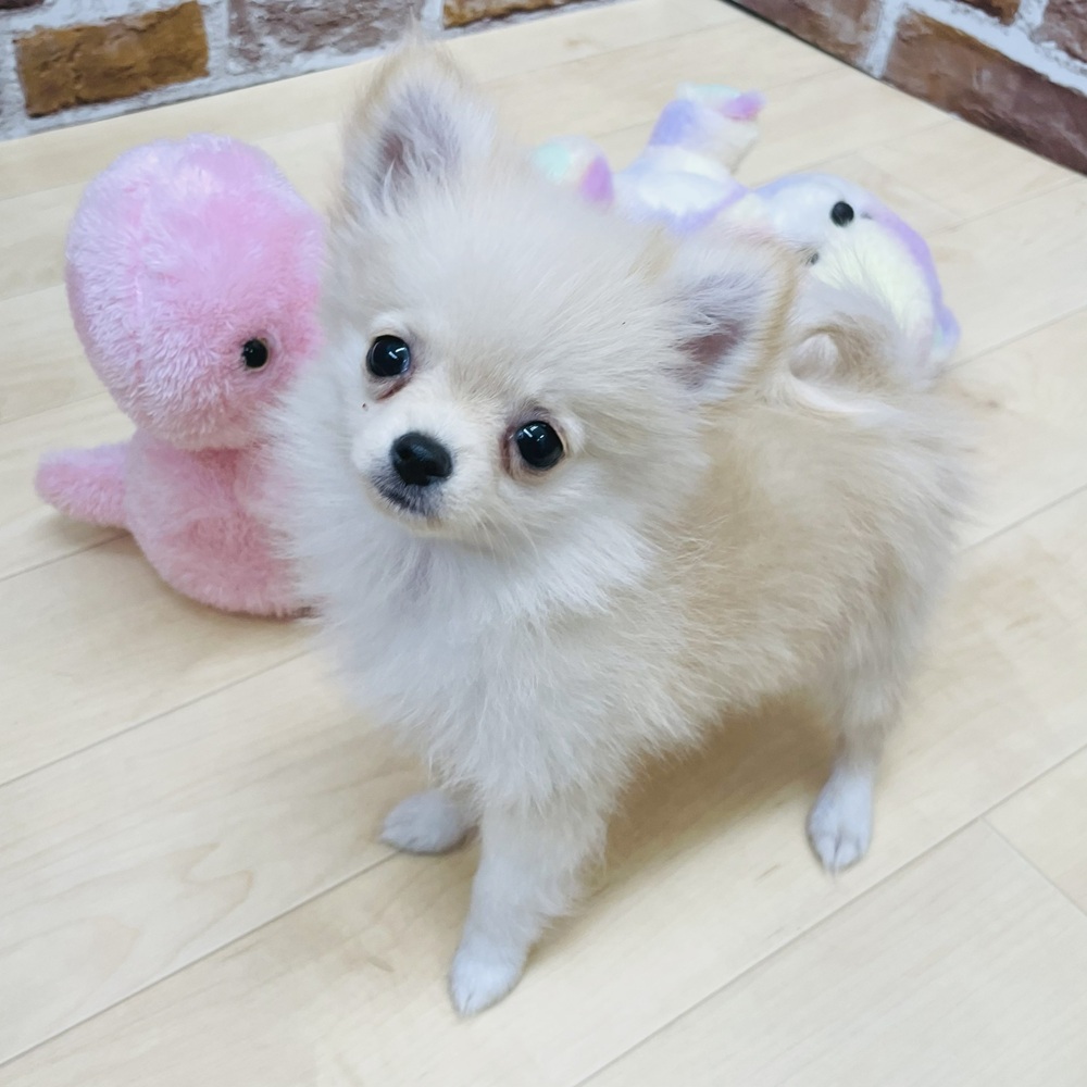愛知県のポメチワ/チワポメ/ポメチー(ポメラニアン×チワワ) (犬の家＆猫の里七宝店/2025年7月17日生まれ/女の子/クリーム)の子犬の4枚目の画像