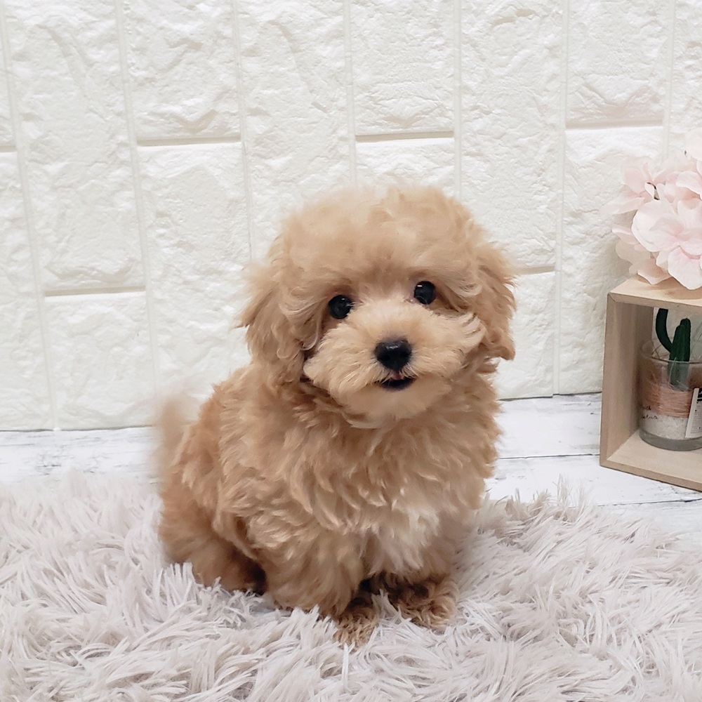 岡山県のマルプー(マルチーズ×プードル) (犬の家＆猫の里岡山店/2025年7月18日生まれ/男の子/アプリコットホワイト)の子犬の4枚目の画像
