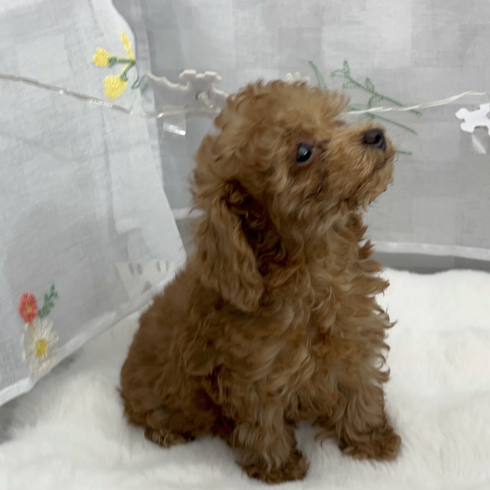 静岡県のトイプードル(トイ) (犬の家＆猫の里MEGAドン・キホーテ袋井店/2025年7月18日生まれ/男の子/レッドフォーン)の子犬の4枚目の画像