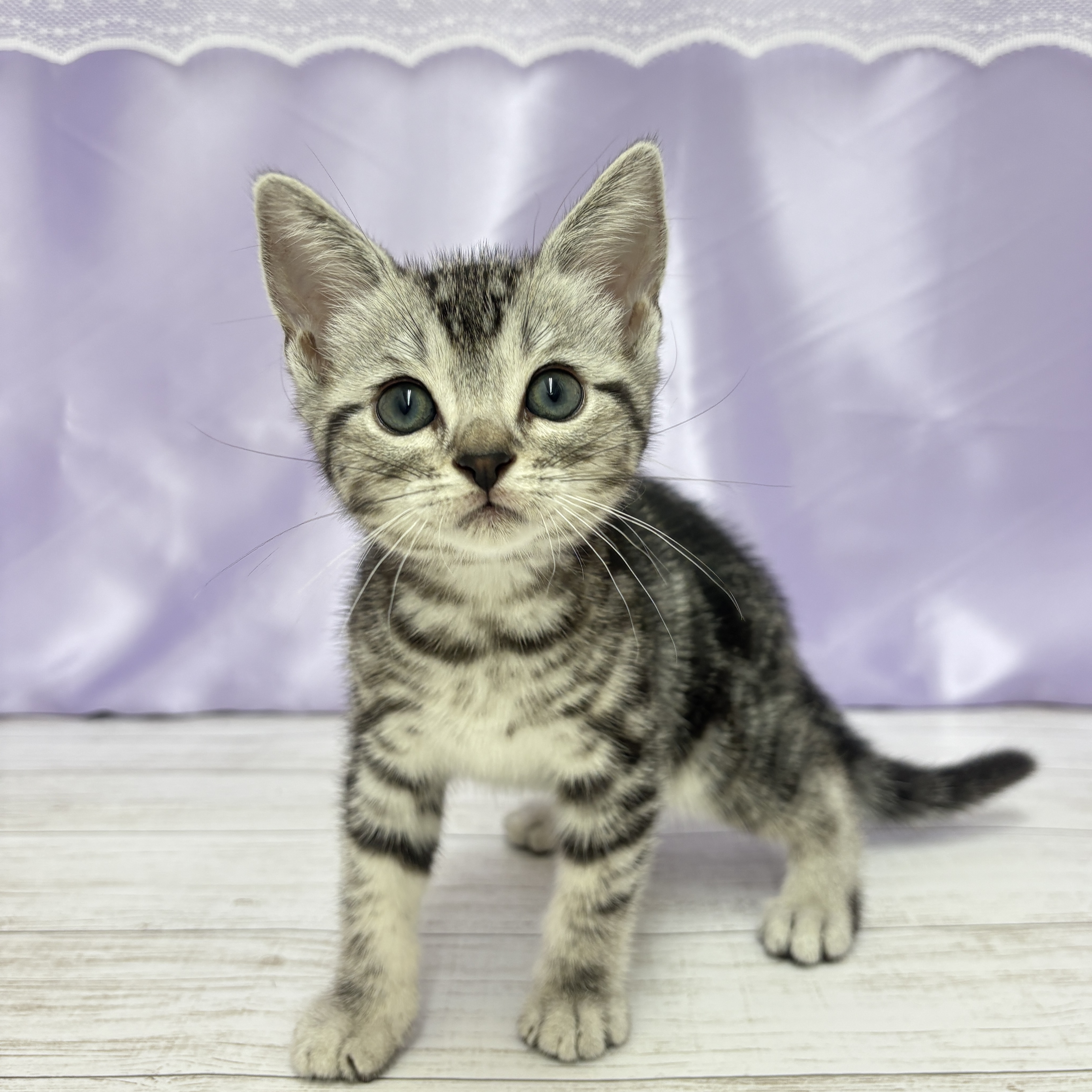 兵庫県のアメリカンショートヘアー (犬の家＆猫の里尼崎店/2025年7月19日生まれ/男の子/シルバータビー)の子猫の4枚目の画像