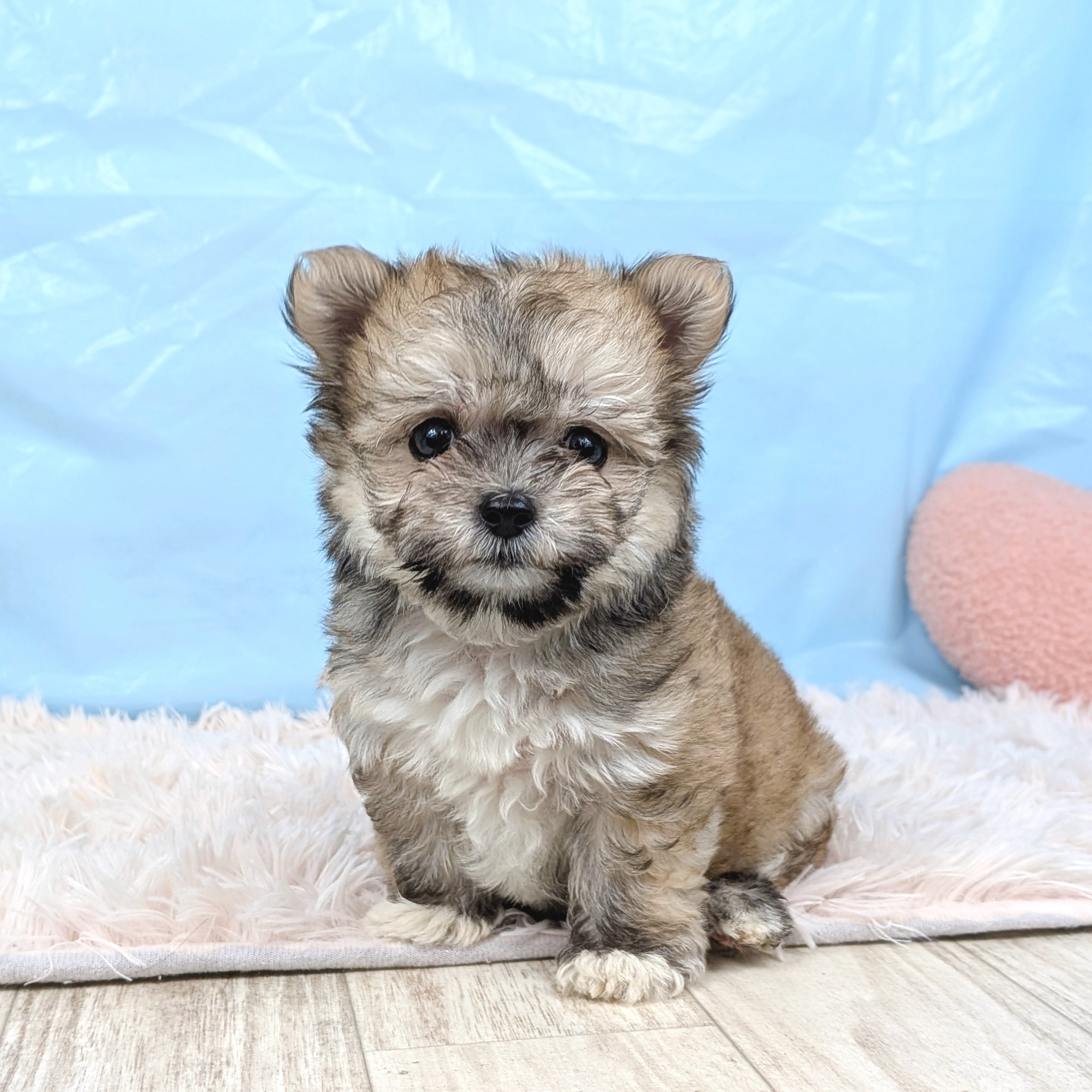 兵庫県のチワマル/マルチワ(チワワ×マルチーズ) (犬の家＆猫の里川西店/2025年7月20日生まれ/男の子/フォーン)の子犬の4枚目の画像