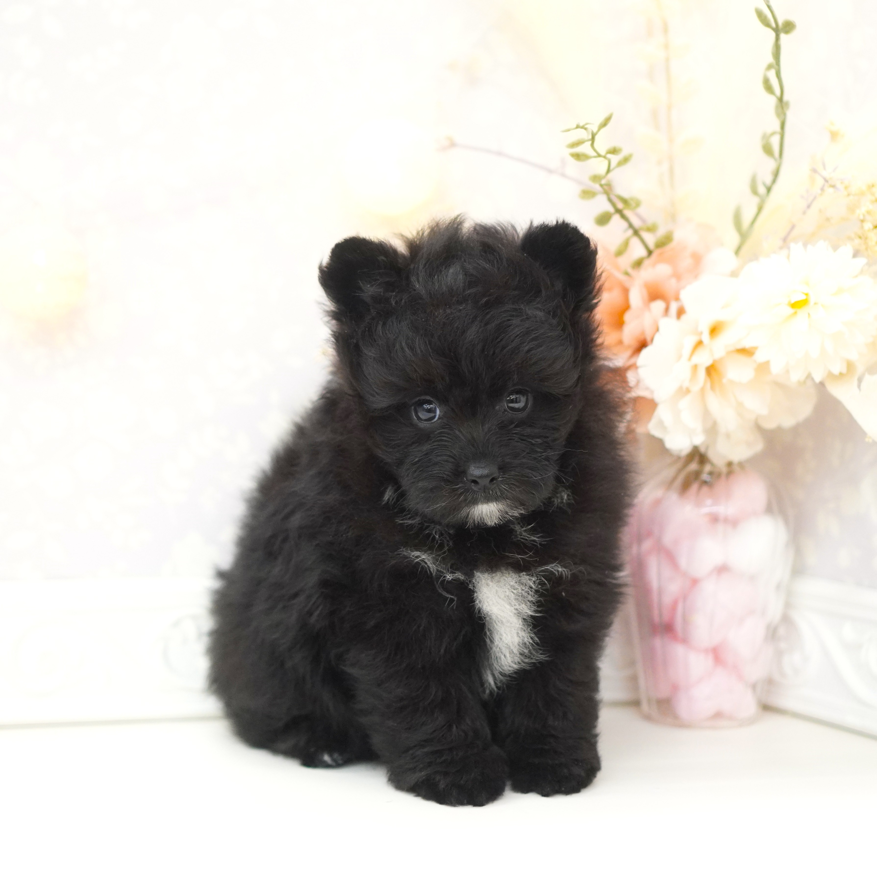 富山県のポメプー(ポメラニアン×プードル) (犬の家＆猫の里富山店/2025年7月17日生まれ/女の子/ブラックホワイト)の子犬の4枚目の画像