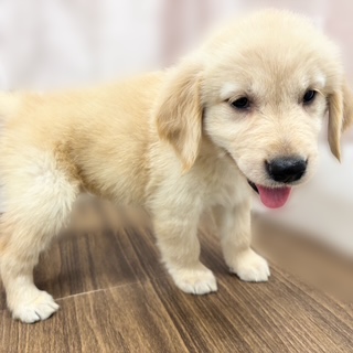 兵庫県のゴールデンレトリバー (犬の家＆猫の里カナート西神戸店/2025年7月20日生まれ/女の子/ゴールデン)の子犬の4枚目の画像