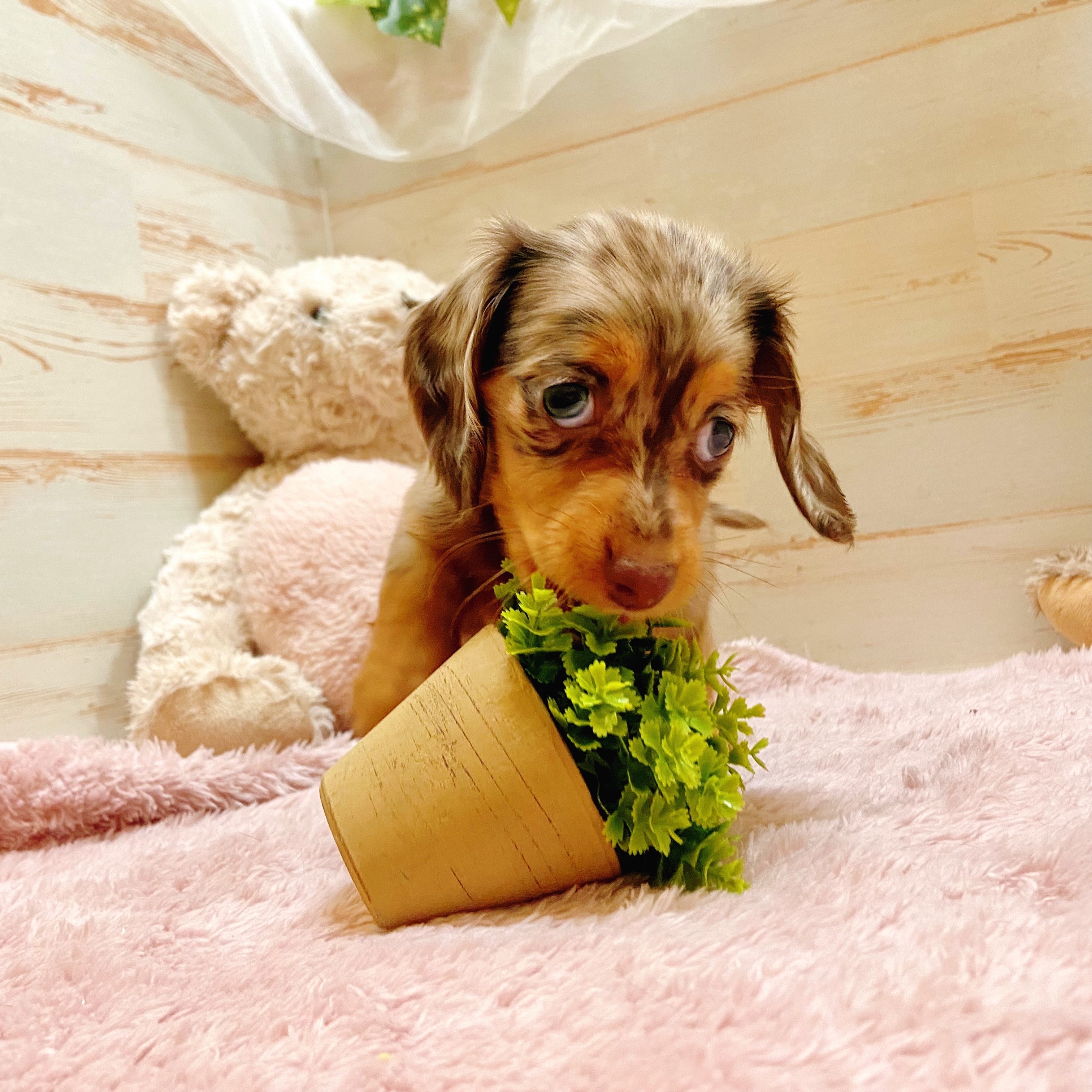 兵庫県のミニチュアダックスフンド(ロング) (犬の家＆猫の里神戸店/2025年7月18日生まれ/女の子/チョコレートダップル)の子犬の4枚目の画像