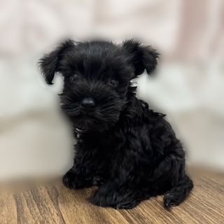 兵庫県のミニチュアシュナウザー (犬の家＆猫の里カナート西神戸店/2025年7月18日生まれ/男の子/ブラック)の子犬の1枚目の画像