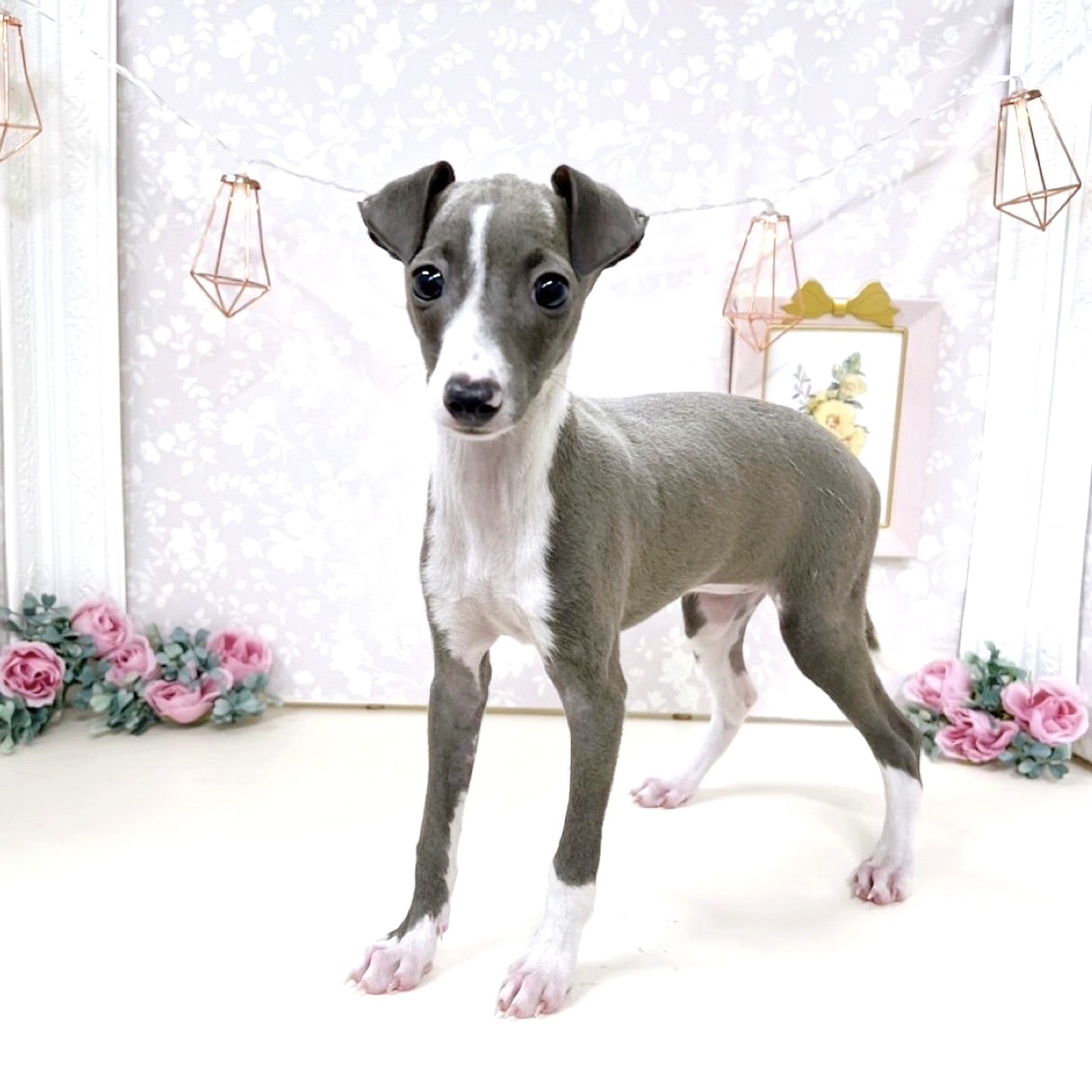 富山県のイタリアングレーハウンド (犬の家＆猫の里アミーゴ高岡蓮花寺店/2025年7月17日生まれ/女の子/ブルー、ホワイトマーキング)の子犬の4枚目の画像