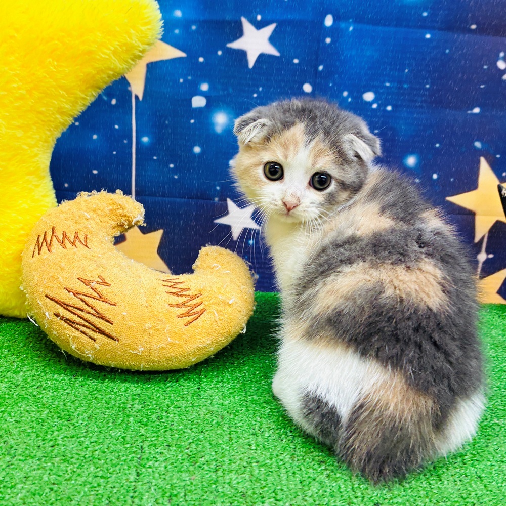 愛知県のスコティッシュフォールド (犬の家＆猫の里名古屋天白店/2025年7月19日生まれ/女の子/ブルーパッチドタビー)の子猫の1枚目の画像