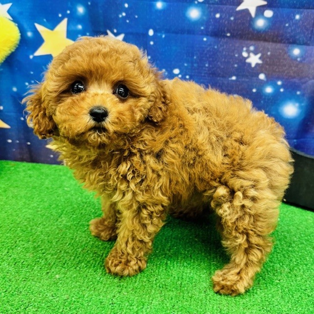 愛知県のトイプードル(トイ) (犬の家＆猫の里名古屋天白店/2025年7月7日生まれ/女の子/レッド)の子犬の4枚目の画像