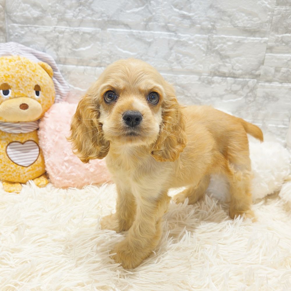 愛知県のアメリカンコッカースパニエル (犬の家＆猫の里MiO香久山店/2025年7月19日生まれ/男の子/バフ)の子犬の4枚目の画像