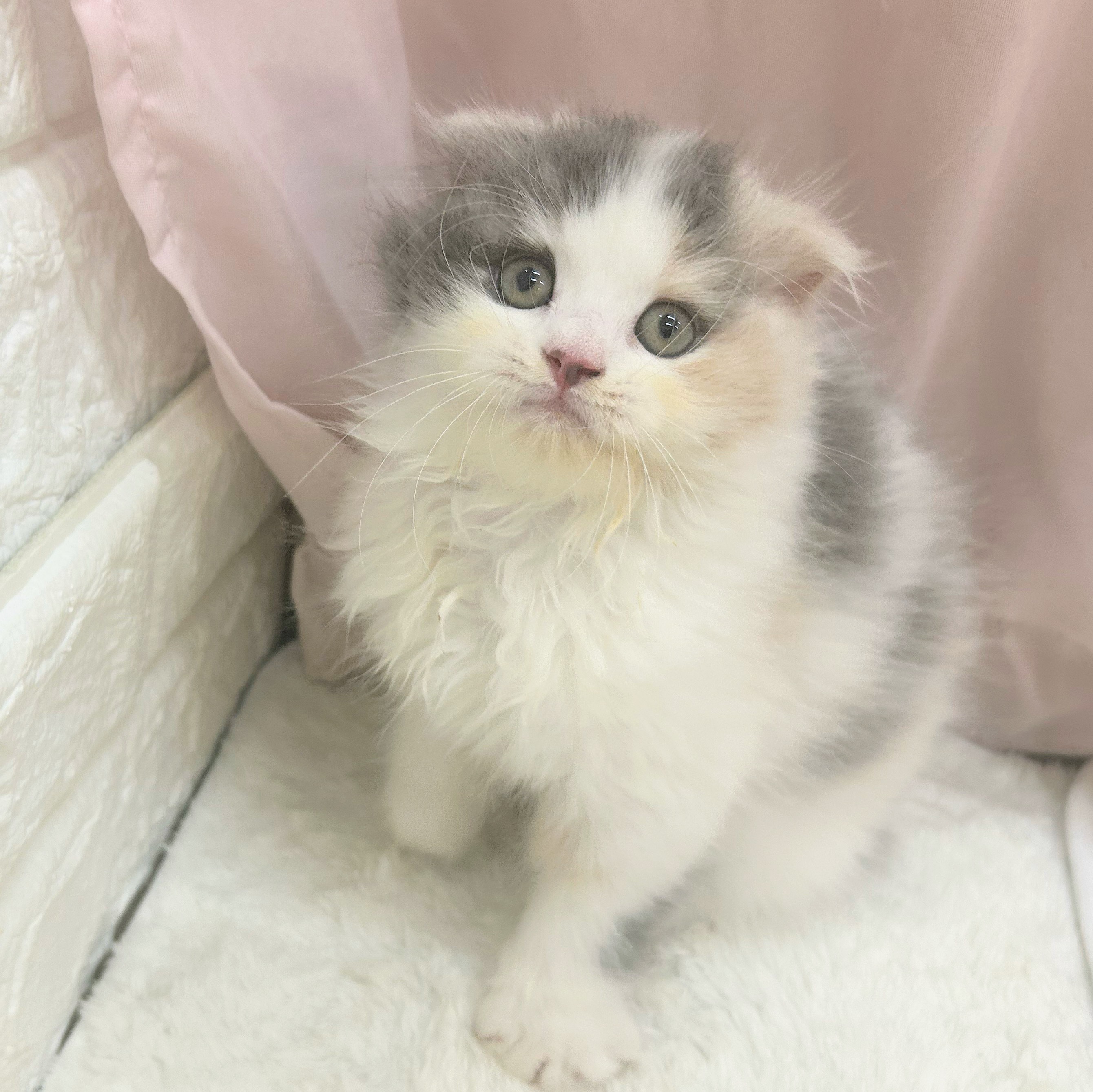 愛知県のスコティッシュフォールド (犬の家＆猫の里アミーゴ神の倉店/2025年7月20日生まれ/女の子/ブルーパッチドタビーホワイト)の子猫の4枚目の画像