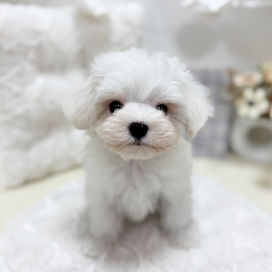岐阜県のマルチーズ (犬の家＆猫の里カラフルタウン岐阜店/2025年7月19日生まれ/男の子/ホワイト)の子犬の1枚目の画像