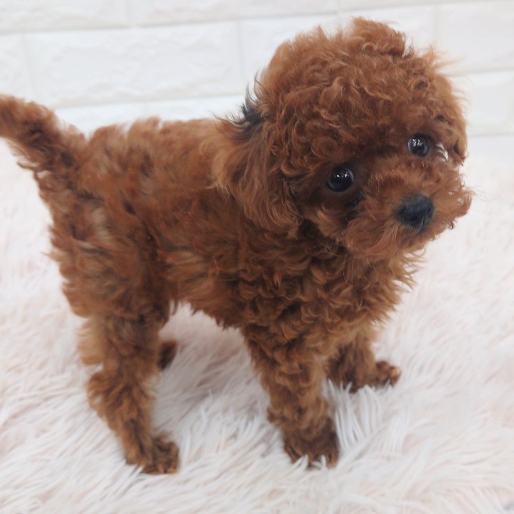 愛知県のトイプードル(タイニー) (犬の家&猫の里MEGAドン・キホーテ東海名和店/2025年7月18日生まれ/女の子/レッドフォーン)の子犬の4枚目の画像