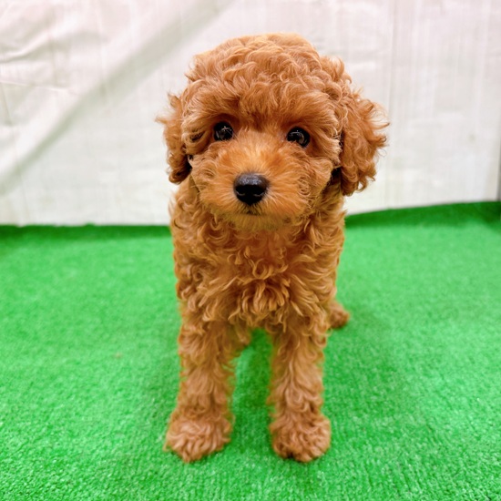 三重県のトイプードル(トイ) (犬の家＆猫の里三重桑名店/2025年7月19日生まれ/女の子/レッドフォーン)の子犬の4枚目の画像