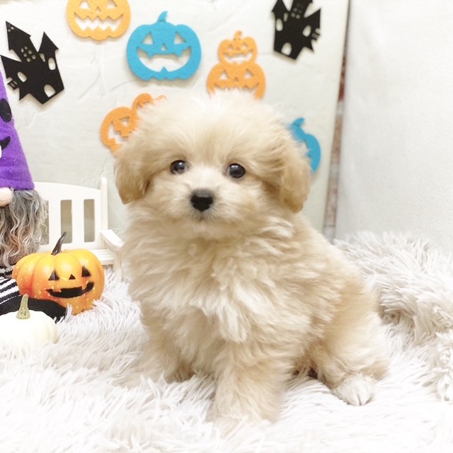 静岡県のポメプー(ポメラニアン×プードル) (犬の家＆猫の里藤枝店/2025年7月20日生まれ/男の子/アプリコット)の子犬の4枚目の画像