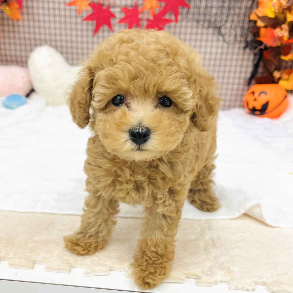 愛知県のトイプードル(トイ) (犬の家＆猫の里エアポートウォーク店/2025年7月19日生まれ/男の子/レッドフォーン)の子犬の1枚目の画像