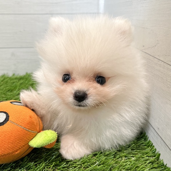 愛知県のポメラニアン (犬の家＆猫の里豊田店/2025年7月20日生まれ/男の子/ホワイト)の子犬の4枚目の画像