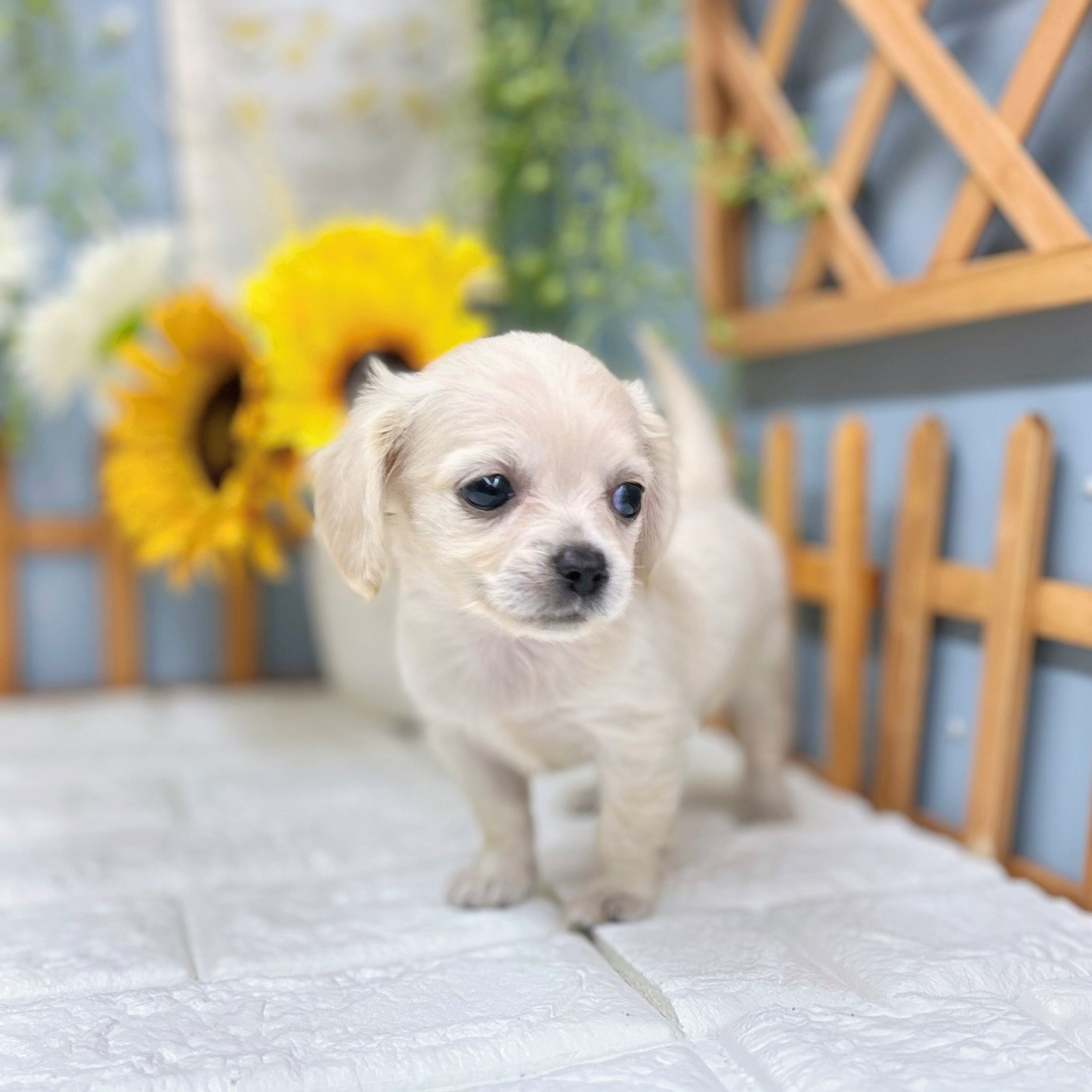 千葉県のチワックス(チワワ×ダックス) (犬の家＆猫の里ワンズモール稲毛店/2025年7月22日生まれ/女の子/イエロー)の子犬の4枚目の画像