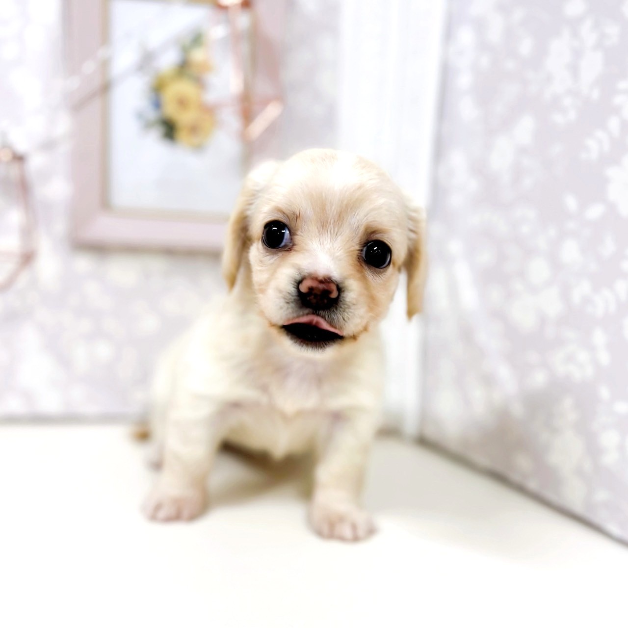富山県のチワックス(チワワ×ダックス) (犬の家＆猫の里アミーゴ高岡蓮花寺店/2025年7月21日生まれ/女の子/イエロー)の子犬の4枚目の画像