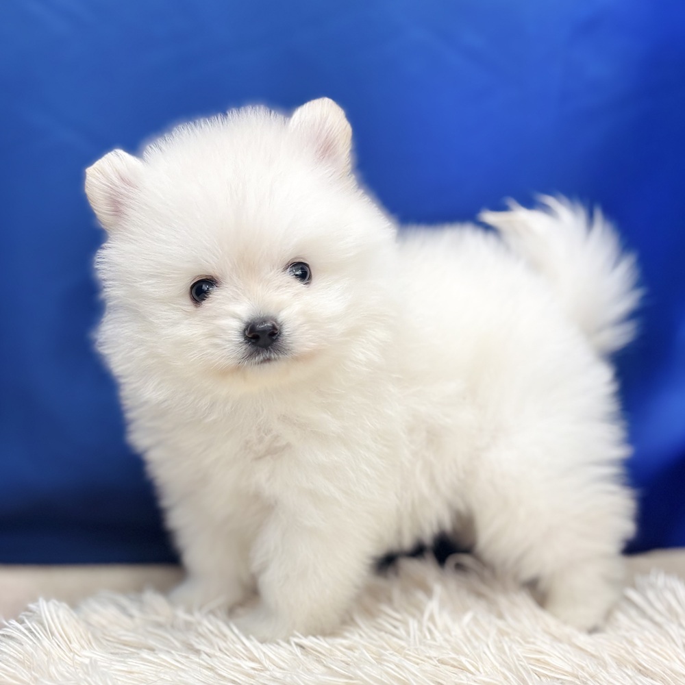 岐阜県のポメラニアン (犬の家＆猫の里中津川店/2025年7月21日生まれ/男の子/クリーム)の子犬の1枚目の画像