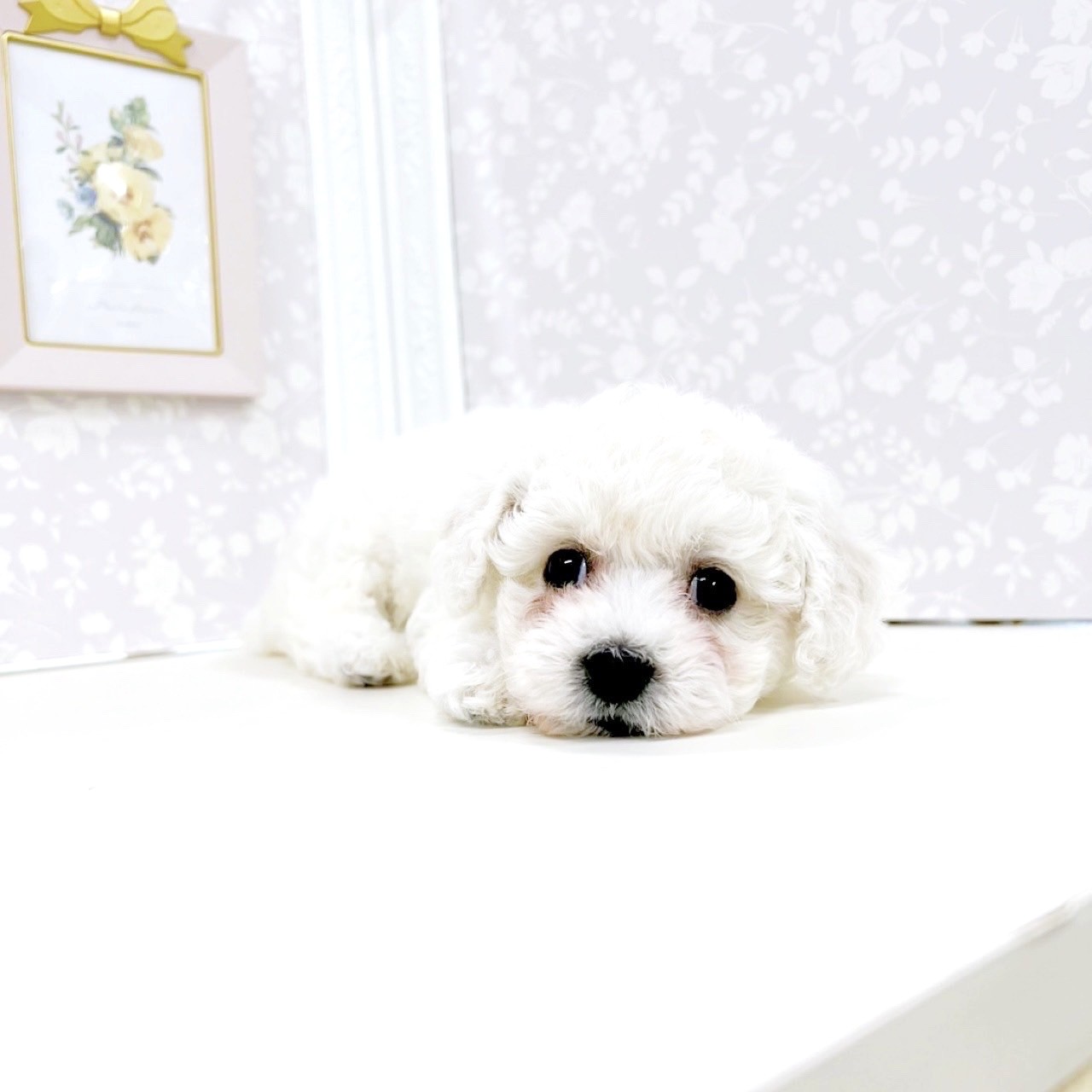 富山県のビションフリーゼ (犬の家＆猫の里アミーゴ高岡蓮花寺店/2025年7月21日生まれ/女の子/ホワイト)の子犬の4枚目の画像
