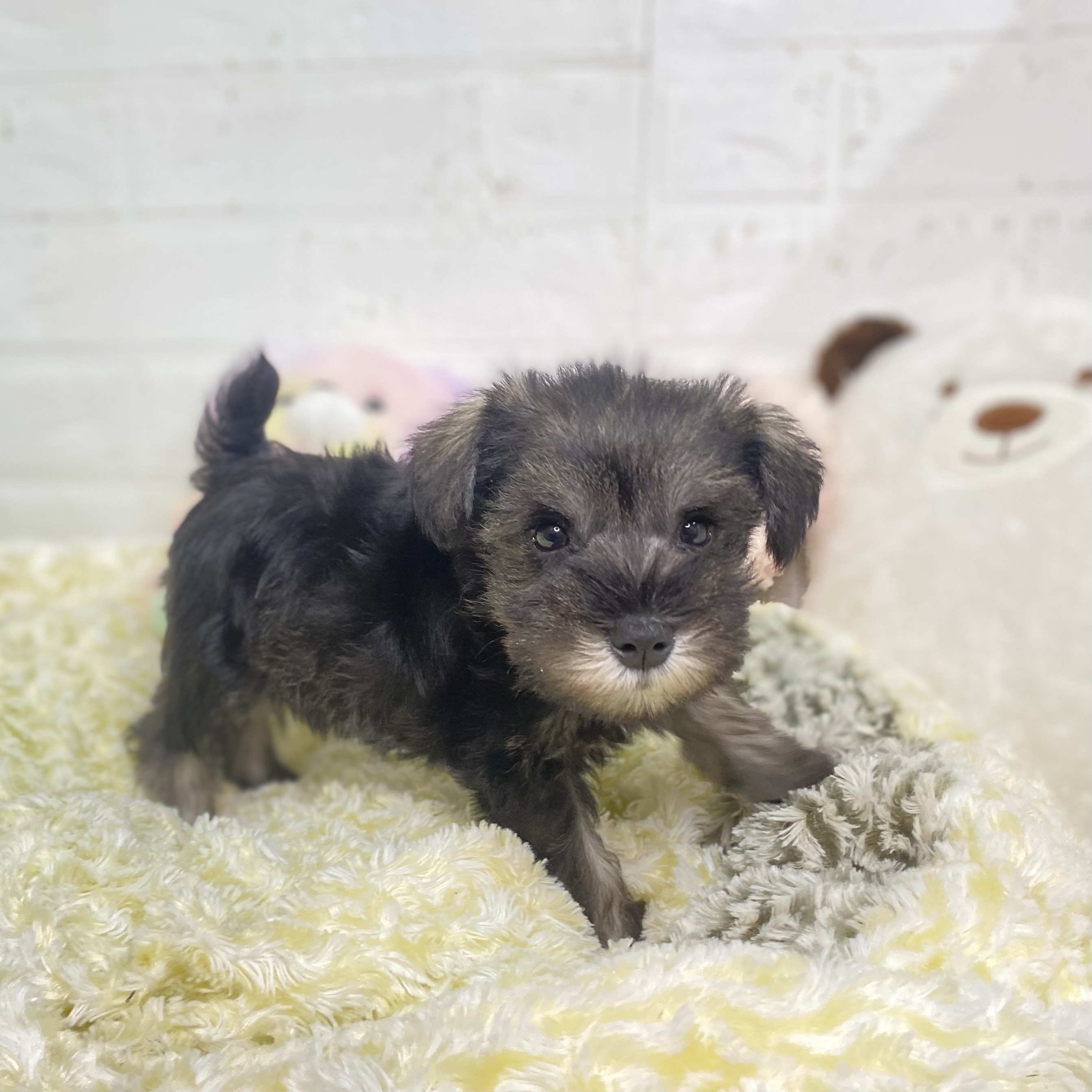長野県のミニチュアシュナウザー (犬の家＆猫の里長野店/2025年7月21日生まれ/女の子/ソルトペッパー)の子犬の4枚目の画像