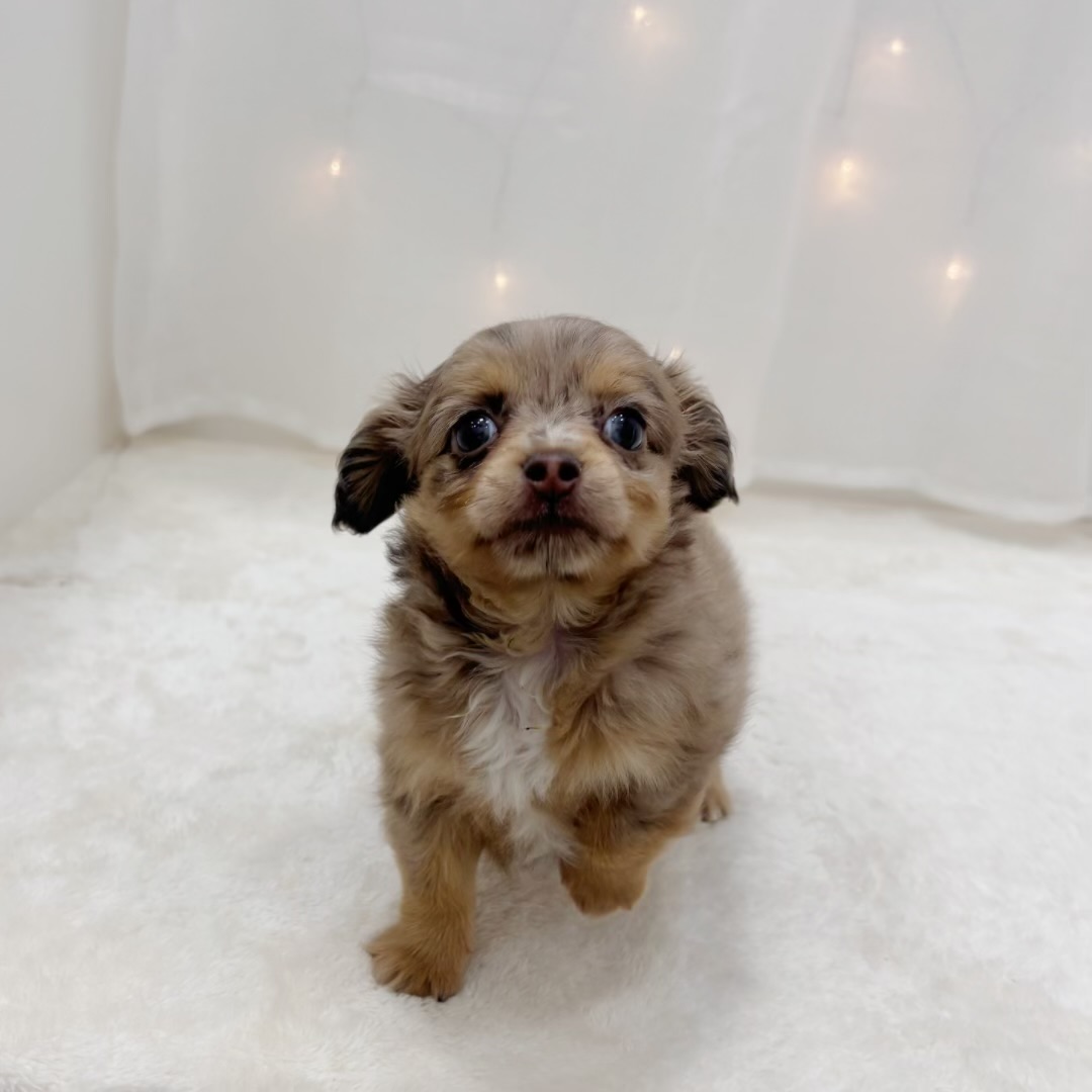 千葉県のチワックス(チワワ×ダックス) (犬の家＆猫の里BIGHOPガーデンモール印西店/2025年7月22日生まれ/女の子/チョコレートダップル)の子犬の4枚目の画像