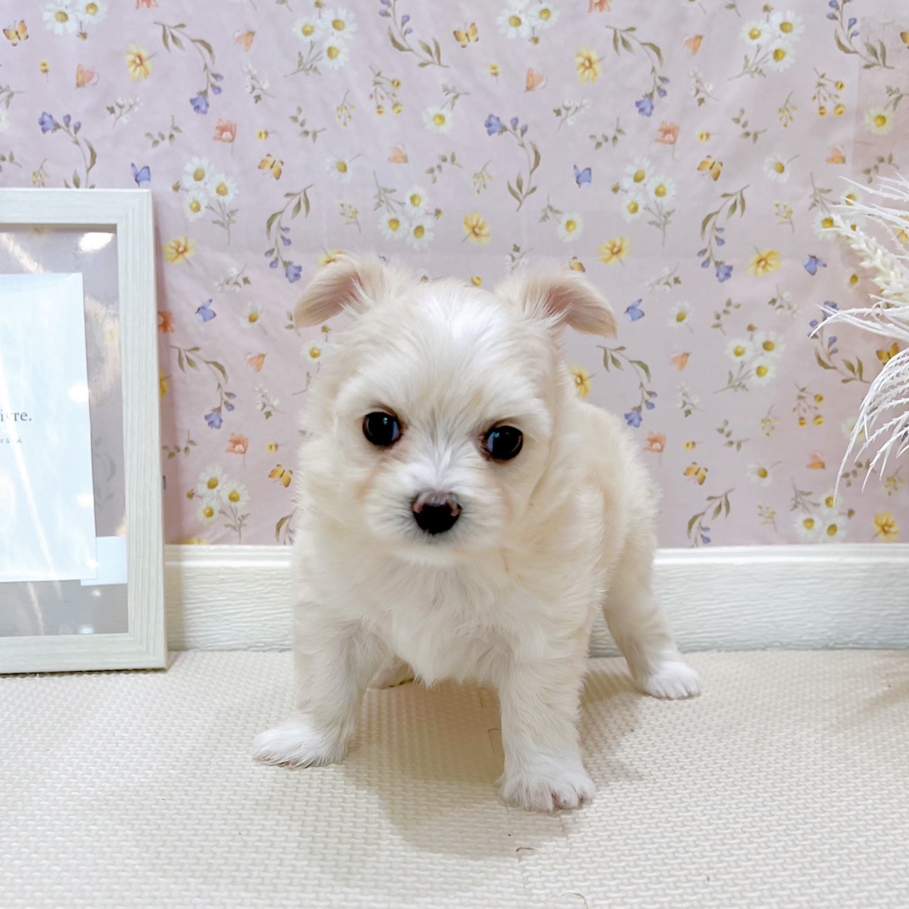石川県のチワマル/マルチワ(チワワ×マルチーズ) (犬の家＆猫の里金沢店/2025年7月20日生まれ/女の子/クリーム)の子犬の4枚目の画像