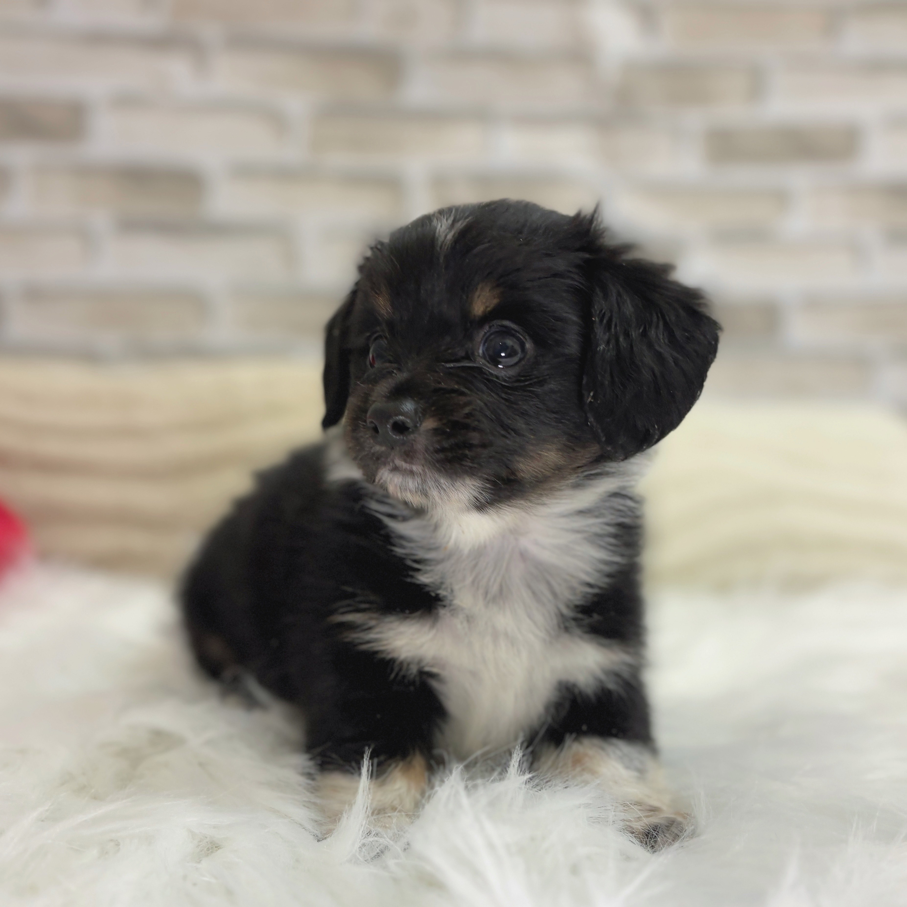 神奈川県のチワックス(チワワ×ダックス) (犬の家＆猫の里モザイクモール港北店/2025年7月22日生まれ/男の子/ブラックタンホワイト)の子犬の4枚目の画像