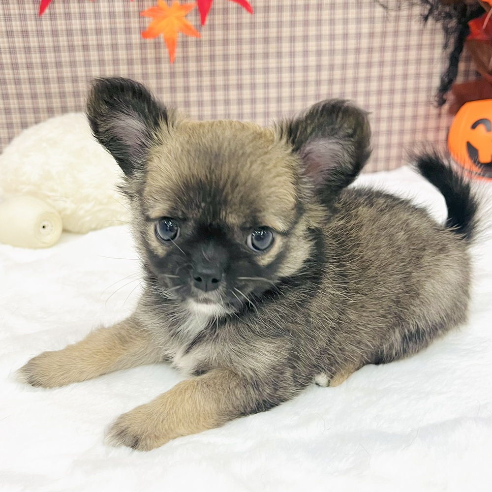 愛知県のチワワ(ロング) (犬の家＆猫の里エアポートウォーク店/2025年7月22日生まれ/女の子/レッドホワイト)の子犬の4枚目の画像