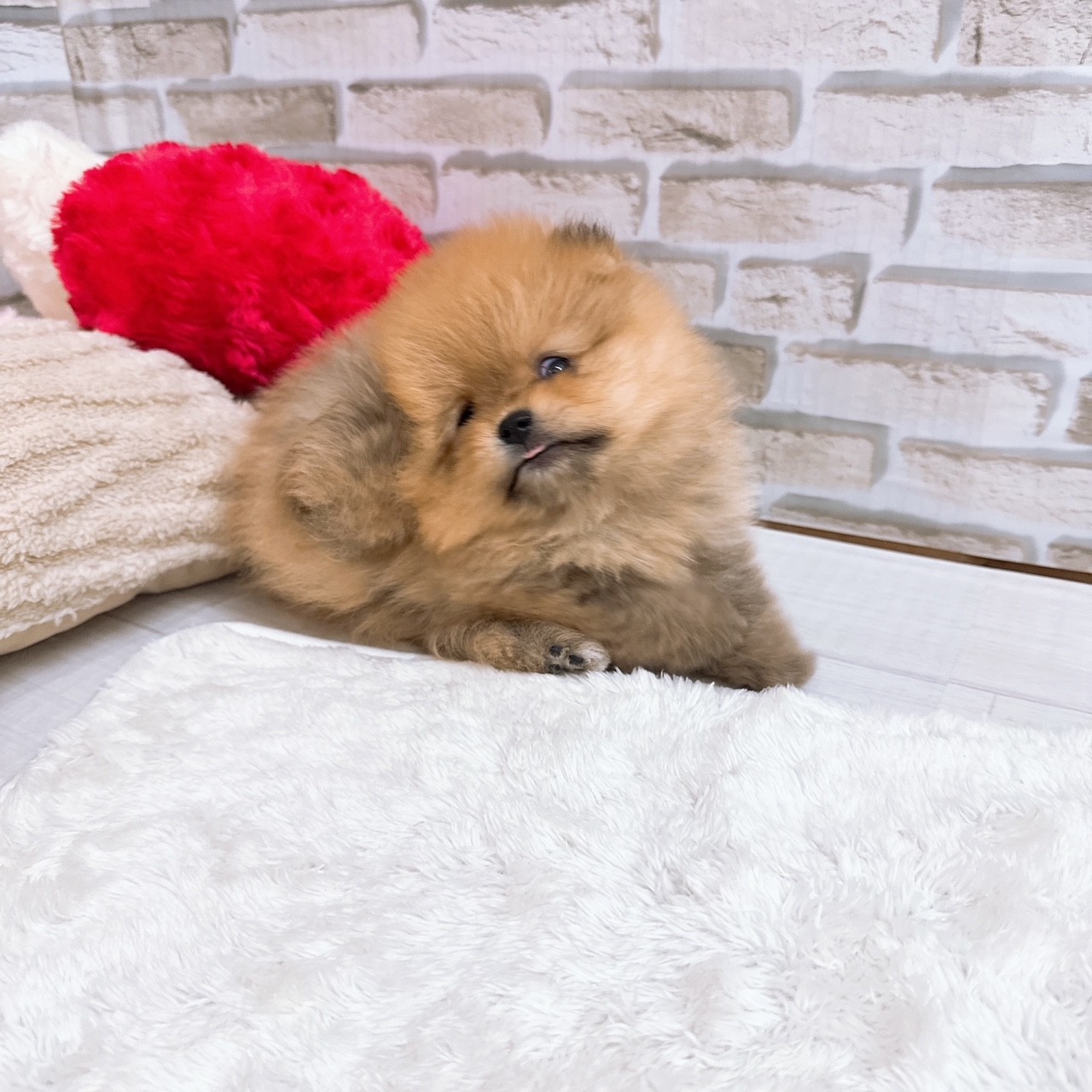 神奈川県のポメラニアン (犬の家＆猫の里モザイクモール港北店/2025年7月19日生まれ/女の子/オレンジ)の子犬の4枚目の画像