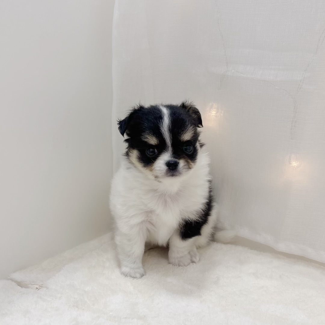 千葉県のチワワ(ロング) (犬の家＆猫の里BIGHOPガーデンモール印西店/2025年7月22日生まれ/女の子/ホワイトブラックタン)の子犬の4枚目の画像
