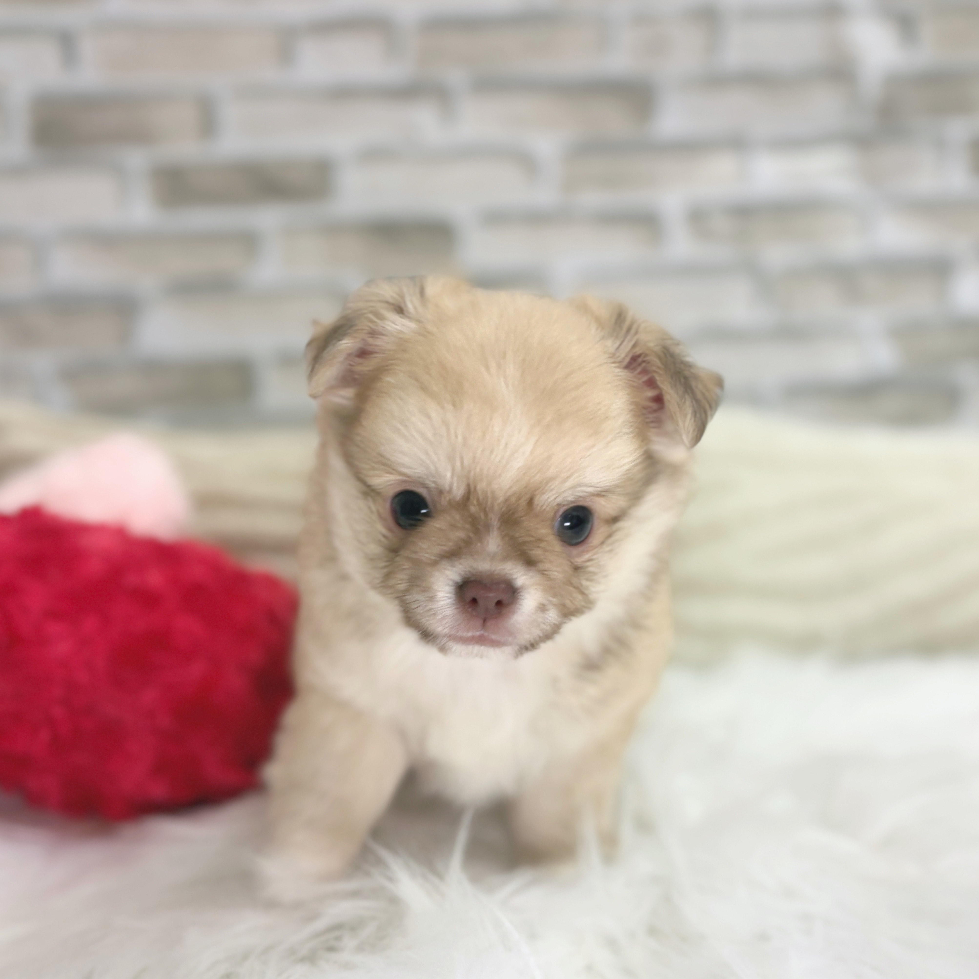 神奈川県のチワワ(ロング) (犬の家＆猫の里モザイクモール港北店/2025年7月20日生まれ/男の子/フォーンホワイト)の子犬の4枚目の画像