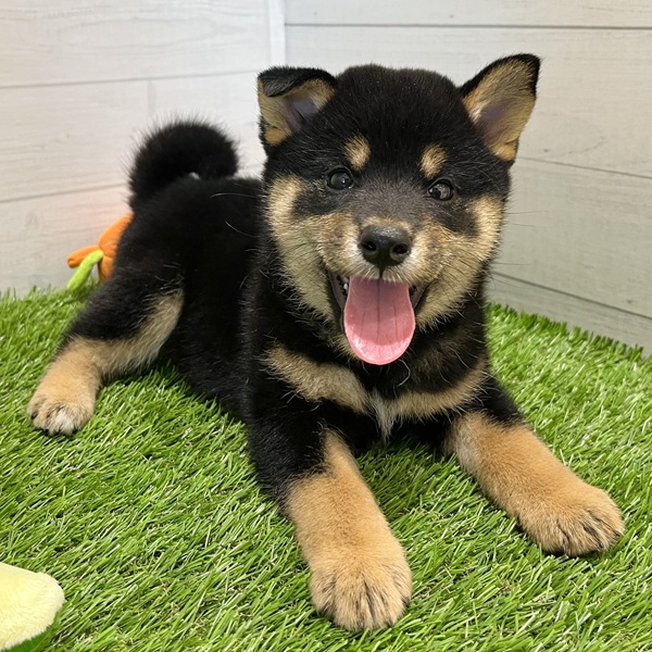 愛知県の柴犬(標準サイズ) (犬の家＆猫の里豊田店/2025年7月18日生まれ/女の子/黒)の子犬の1枚目の画像