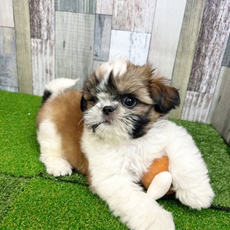 静岡県のシーズー (犬の家＆猫の里マークイズ静岡店/2025年7月21日生まれ/男の子/ホワイトゴールド)の子犬の4枚目の画像