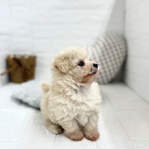 愛知県のマルプー(マルチーズ×プードル) (犬の家＆猫の里豊川インター店/2025年7月21日生まれ/男の子/クリーム)の子犬の4枚目の画像