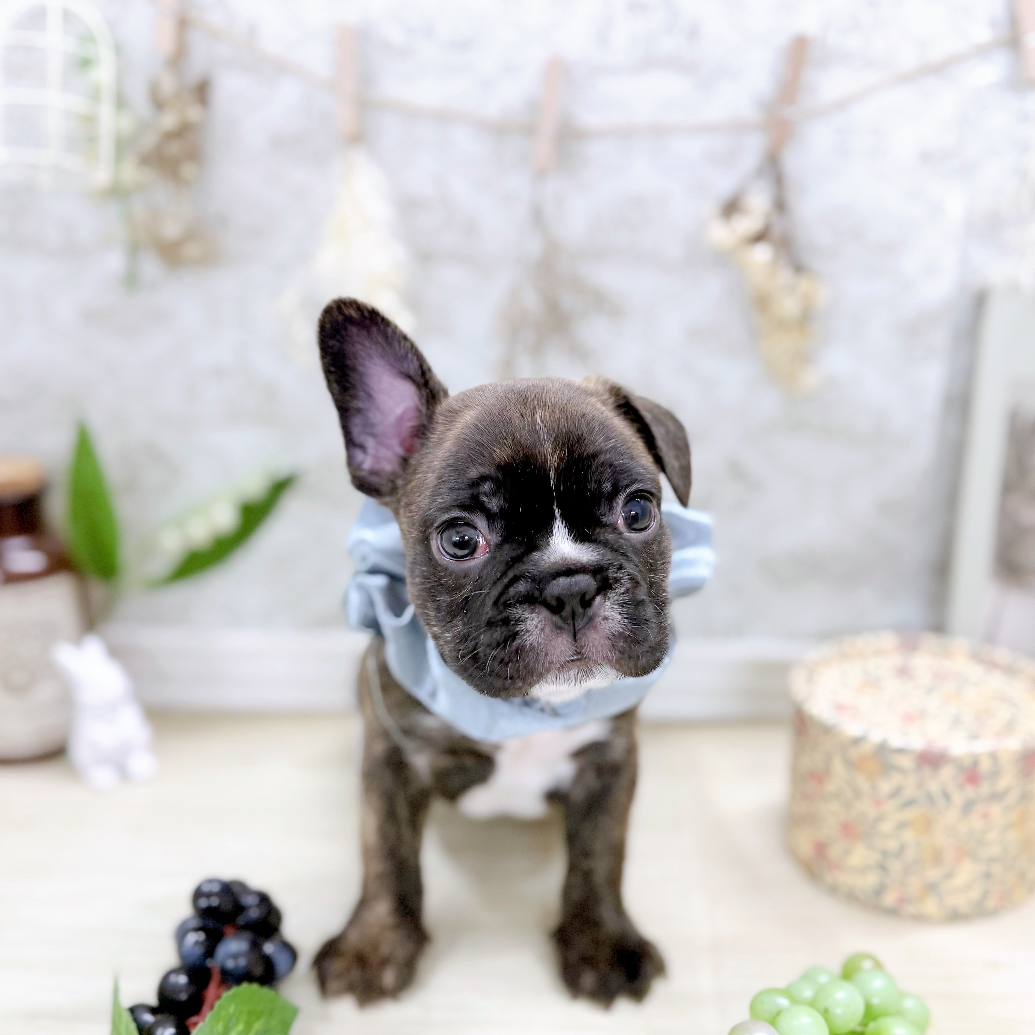 福井県のハーフ犬・ミックス犬 (犬の家＆猫の里アミーゴ福井大和田店/2025年7月20日生まれ/男の子/ブリンドルホワイト)の子犬の4枚目の画像