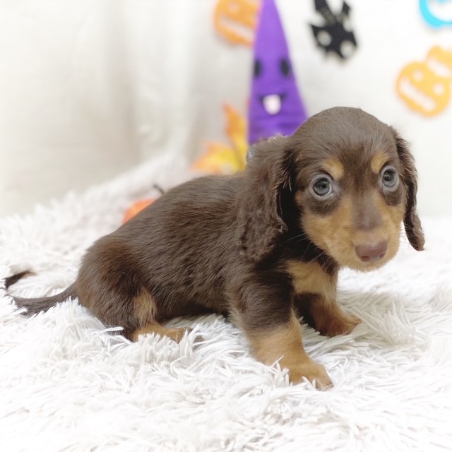 静岡県のミニチュアダックスフンド(ロング) (犬の家＆猫の里藤枝店/2025年7月21日生まれ/男の子/チョコレートタン)の子犬の4枚目の画像