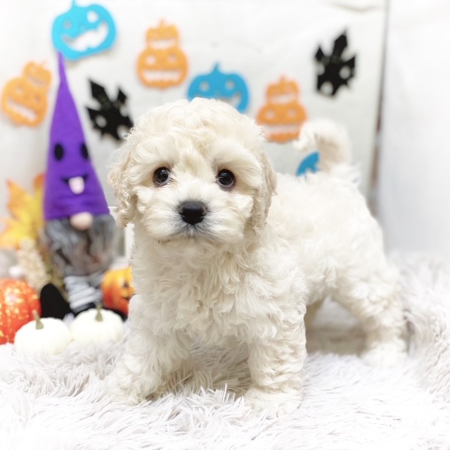 静岡県のハーフ犬・ミックス犬 (犬の家＆猫の里藤枝店/2025年7月21日生まれ/女の子/バフ)の子犬の4枚目の画像