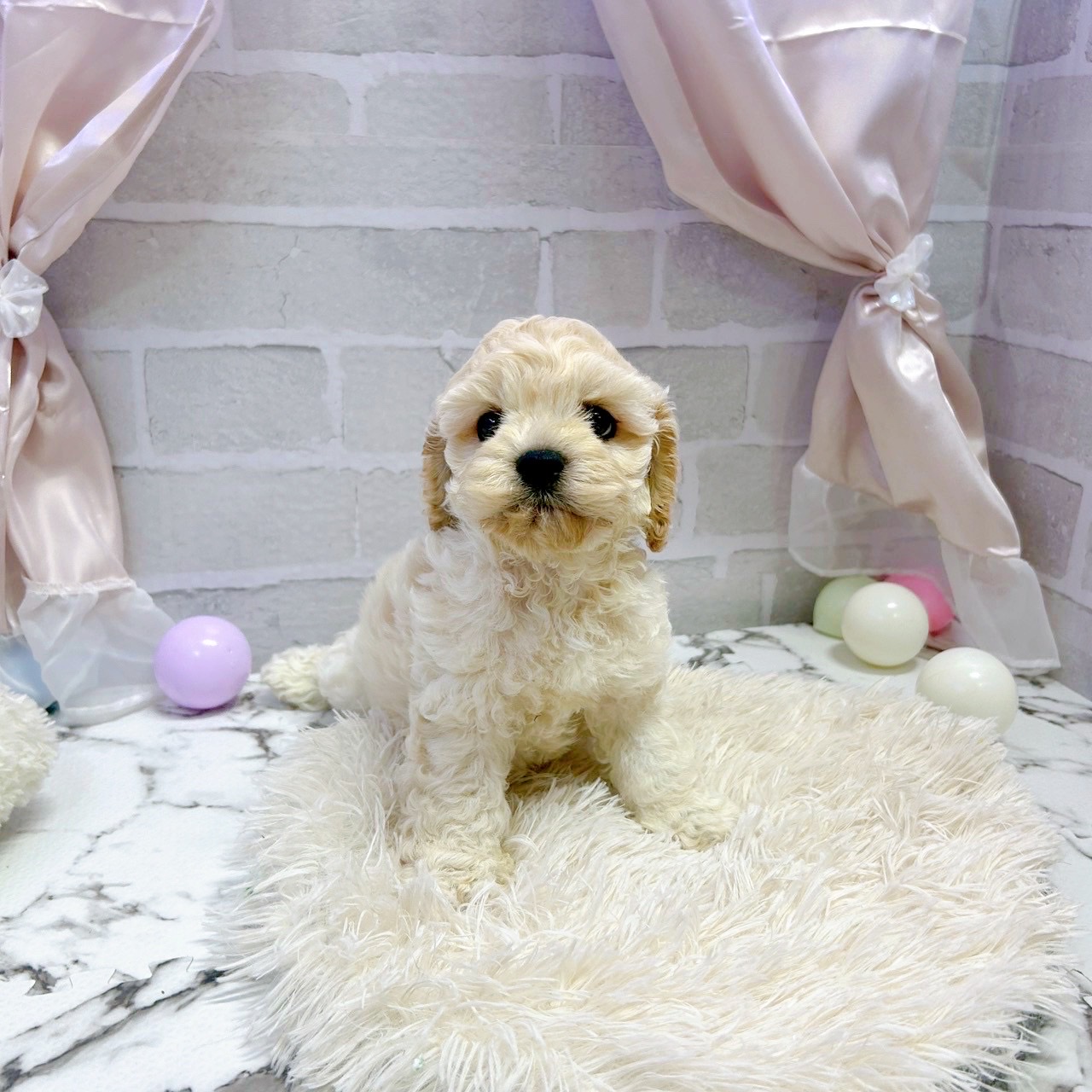 愛知県のハーフ犬・ミックス犬 (犬の家＆猫の里岡崎店/2025年7月21日生まれ/男の子/バフ)の子犬の4枚目の画像
