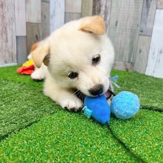 静岡県の柴犬(標準サイズ) (犬の家＆猫の里マークイズ静岡店/2025年7月22日生まれ/男の子/白)の子犬の4枚目の画像