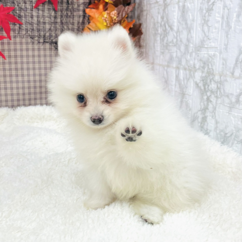 愛知県のポメラニアン (犬の家＆猫の里エアポートウォーク店/2025年7月19日生まれ/女の子/クリーム)の子犬の4枚目の画像