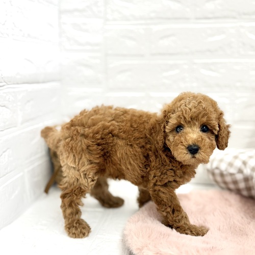 愛知県のトイプードル(トイ) (犬の家＆猫の里豊川インター店/2025年7月21日生まれ/女の子/レッド)の子犬の4枚目の画像