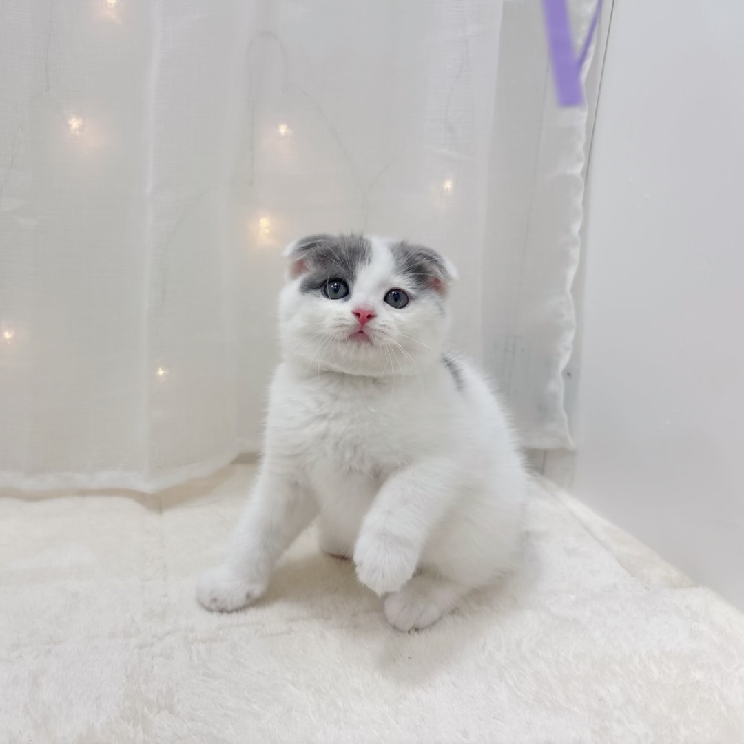 千葉県のスコティッシュフォールド (犬の家＆猫の里BIGHOPガーデンモール印西店/2025年7月22日生まれ/女の子/ブルーホワイト)の子猫の4枚目の画像