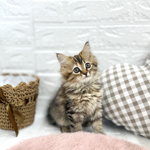 愛知県のサイベリアン (犬の家＆猫の里豊川インター店/2025年7月20日生まれ/女の子/ブラウンタビー)の子猫の1枚目の画像