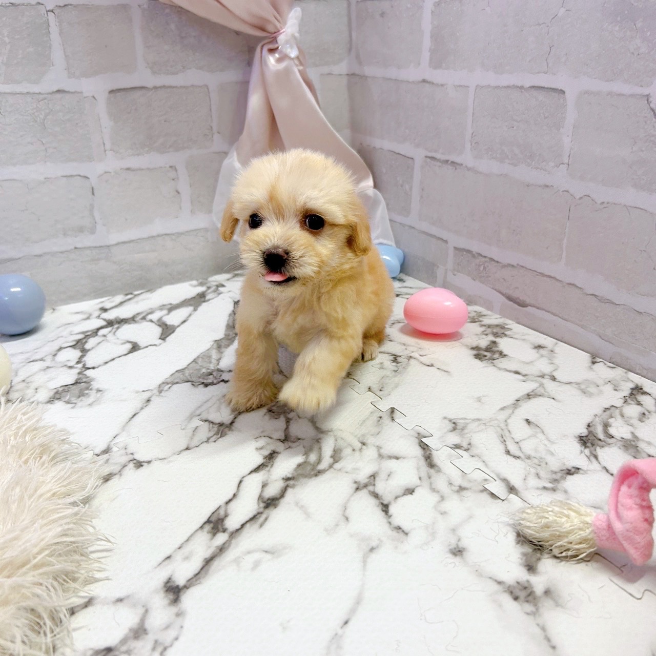 愛知県のマルックス(マルチーズ×ダックス) (犬の家＆猫の里岡崎店/2025年7月22日生まれ/女の子/アプリコット)の子犬の4枚目の画像