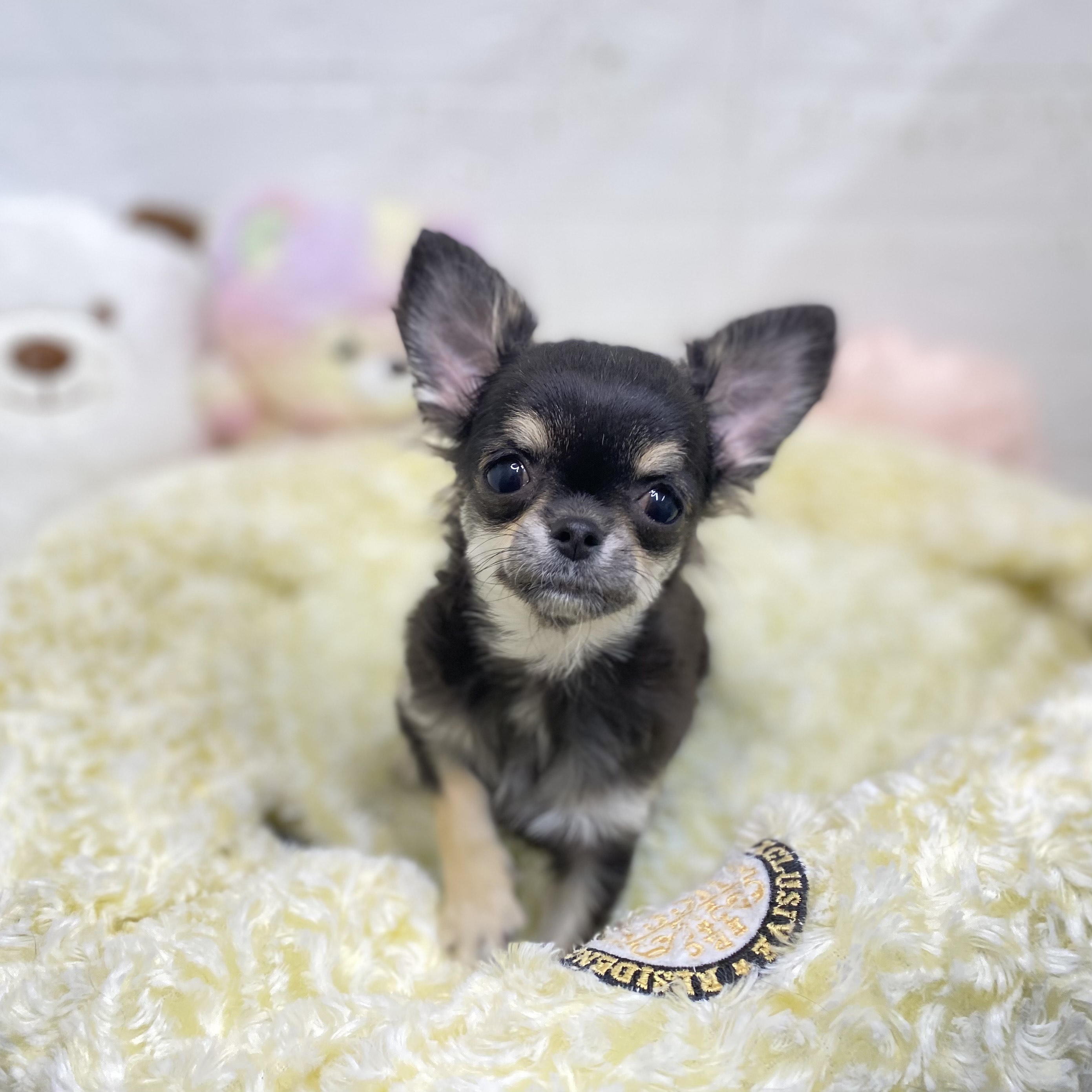 長野県のチワワ(ロング) (犬の家&猫の里長野店/2025年6月1日生まれ/女の子/ブラックタン)の子犬の1枚目の画像