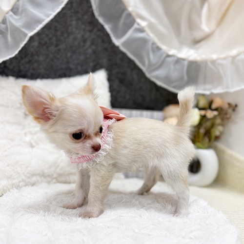 岐阜県のチワワ(ロング) (犬の家＆猫の里カラフルタウン岐阜店/2025年7月22日生まれ/女の子/クリームホワイト)の子犬の4枚目の画像